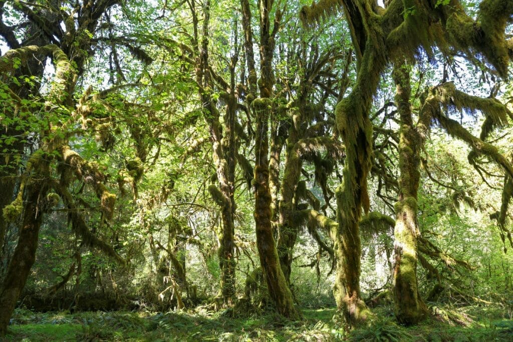 Mossy trees and lush green ferns in Olympic National Forest, perfect for a moody rainforest elopement backdrop.